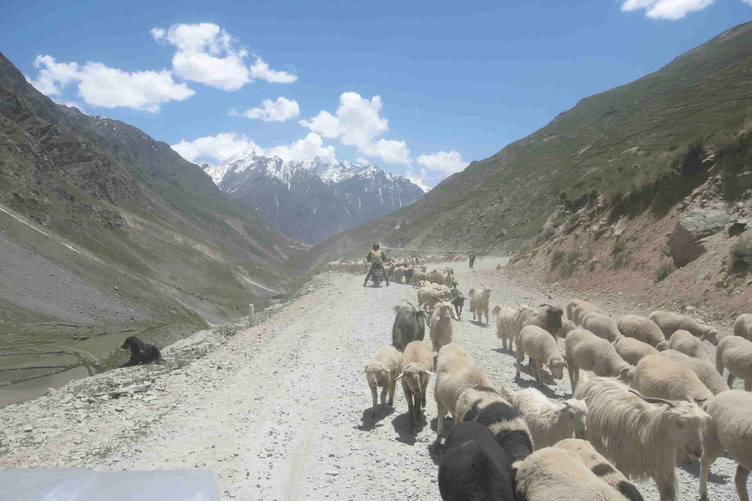 Biker crossing a flock of sheep on the mountain road to Spiti Valley during the Royal Enfield Motorcycle Tour with Into Wild Himalaya