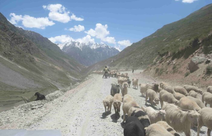 Biker crossing a flock of sheep on the mountain road to Spiti Valley during the Royal Enfield Motorcycle Tour with Into Wild Himalaya