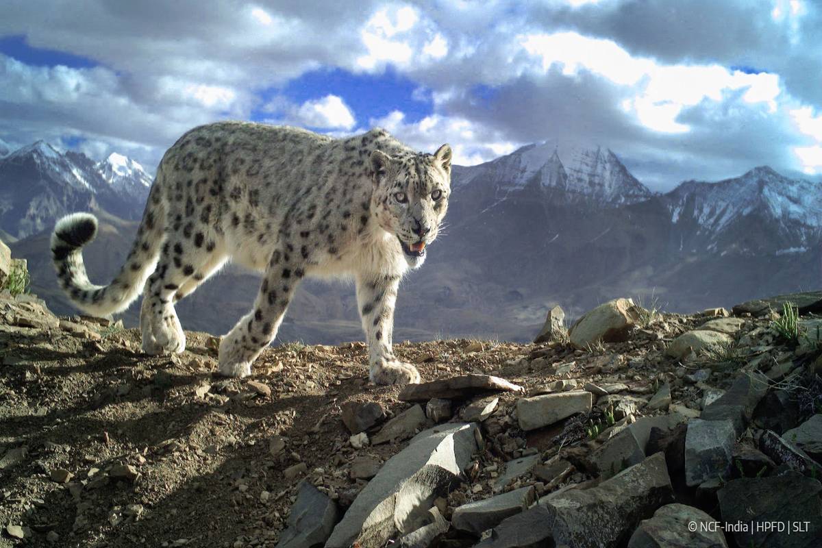 A snow leopard walking across rocky ground with Himalayan mountains behind it