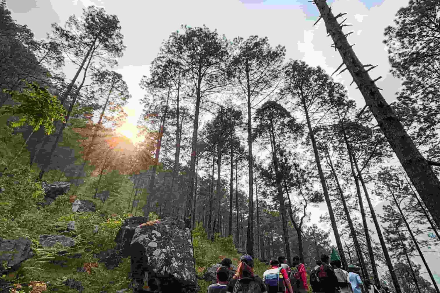 Students hiking in pine forest during adventure camping in Manali, India