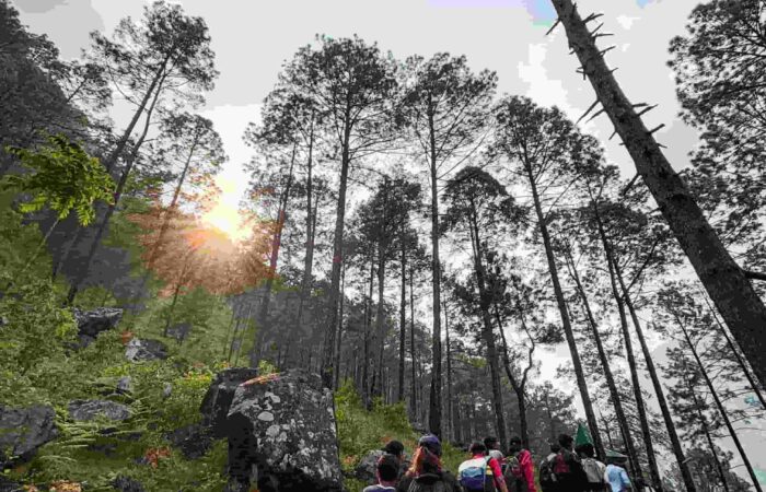 Students hiking in pine forest during adventure camping in Manali, India