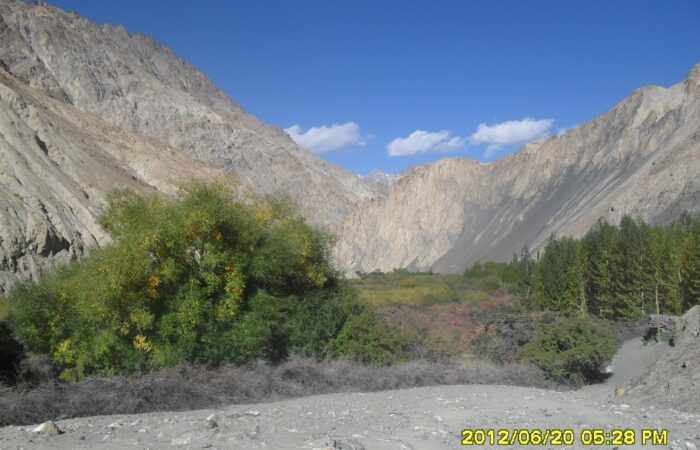 Markha Valley landscape with rugged Himalayan cliffs, green and autumn-hued trees under a clear blue sky in Ladakh