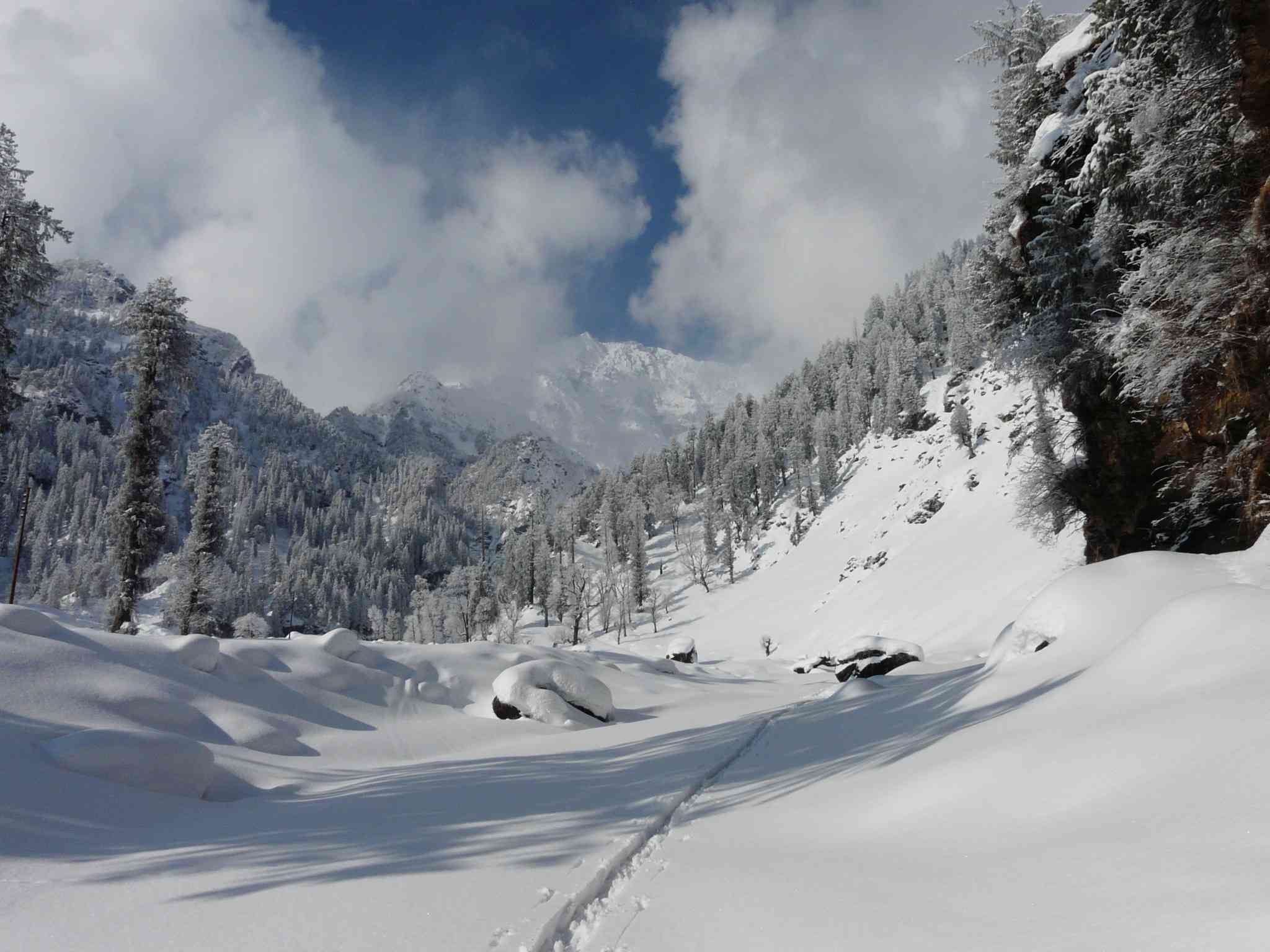 Fresh December snow on a forest trail near Solang Valley, Manali
