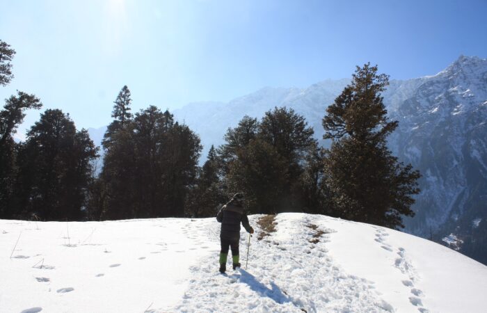 A trekker wearing gaiters and holding a trekking pole walks down from snowy meadows toward the cedar forest during the Patalsu Peak Day Hike near Manali.