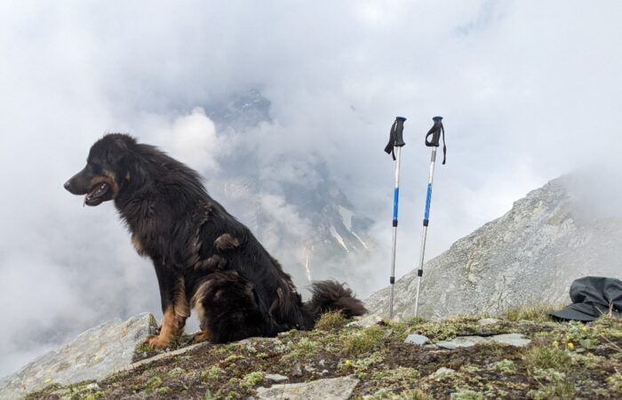 A mountain dog sitting on the edge beside two trekking poles, gazing at the snow-capped Himalayan peaks during the Patalsu Peak Day Hike near Manali.