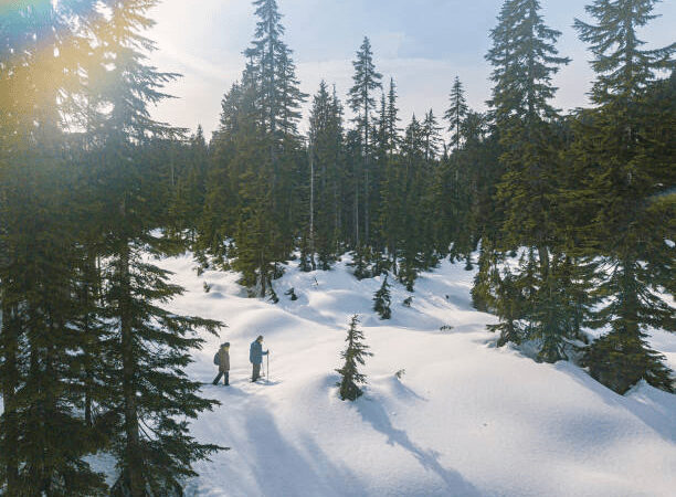 Bird’s-eye view of two people snowshoeing through a snow-covered cedar jungle near Sethan Village, Manali, Himachal Pradesh