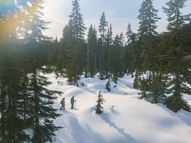 Bird’s-eye view of two people snowshoeing through a snow-covered cedar jungle near Sethan Village, Manali, Himachal Pradesh