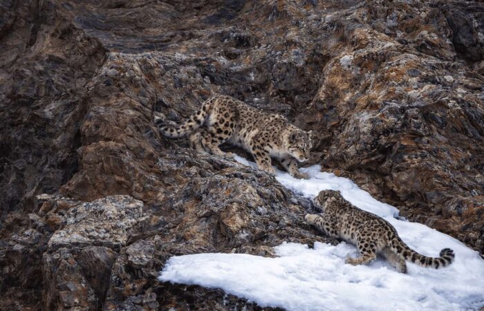 Snow leopards moving across rocky cliffs in Spiti Valley during a luxury snow leopard photography expedition in the Indian Himalayas