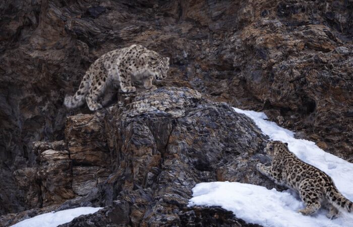 Two snow leopards interacting on rocky cliffs in Spiti Valley during a luxury snow leopard photography expedition in the Indian Himalayas