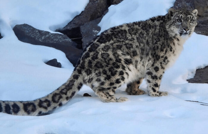 Snow leopard spotted during a luxury snow leopard expedition in Ladakh standing on snow beside rocky terrain.