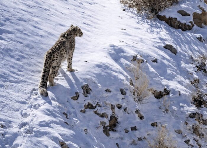 lurxury snowleopard expediton indian himalayas ladakh