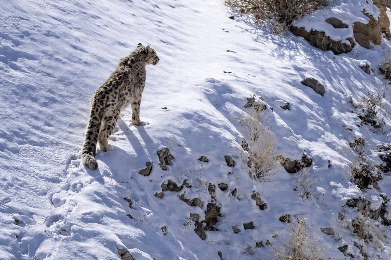 lurxury snowleopard expediton indian himalayas ladakh