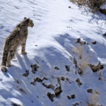 Snow leopard standing on a snowy Himalayan ridge in bright winter sunlight.