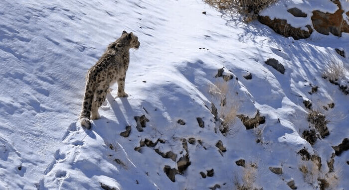 Snow leopard standing on a snowy Himalayan ridge in bright winter sunlight.