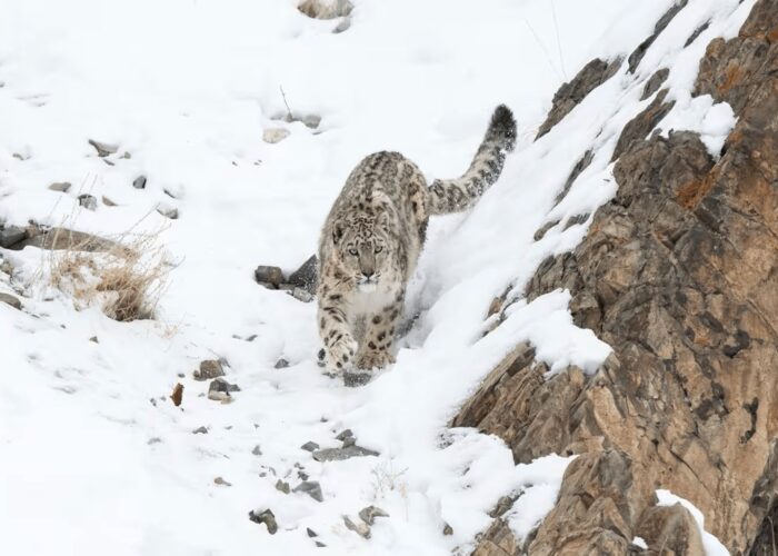 Snow leopard photographed during a luxury snow leopard expedition in Ladakh on a snowy mountainside.