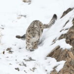 Snow leopard photographed during a luxury snow leopard expedition in Ladakh on a snowy mountainside.