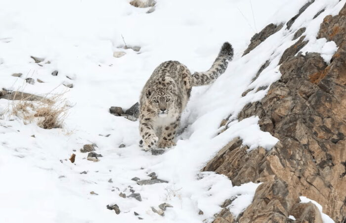 Snow leopard photographed during a luxury snow leopard expedition in Ladakh on a snowy mountainside.