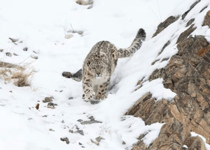 Snow leopard photographed during a luxury snow leopard expedition in Ladakh on a snowy mountainside.