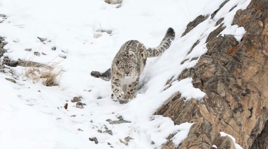 Snow leopard photographed during a luxury snow leopard expedition in Ladakh on a snowy mountainside.